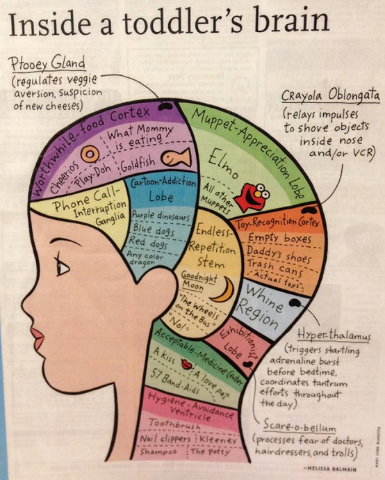 A Toddler's Brain