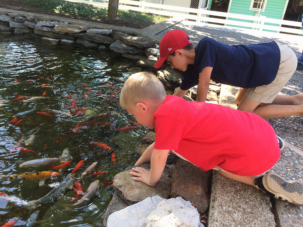 FB-fish-pond-IMG_5646