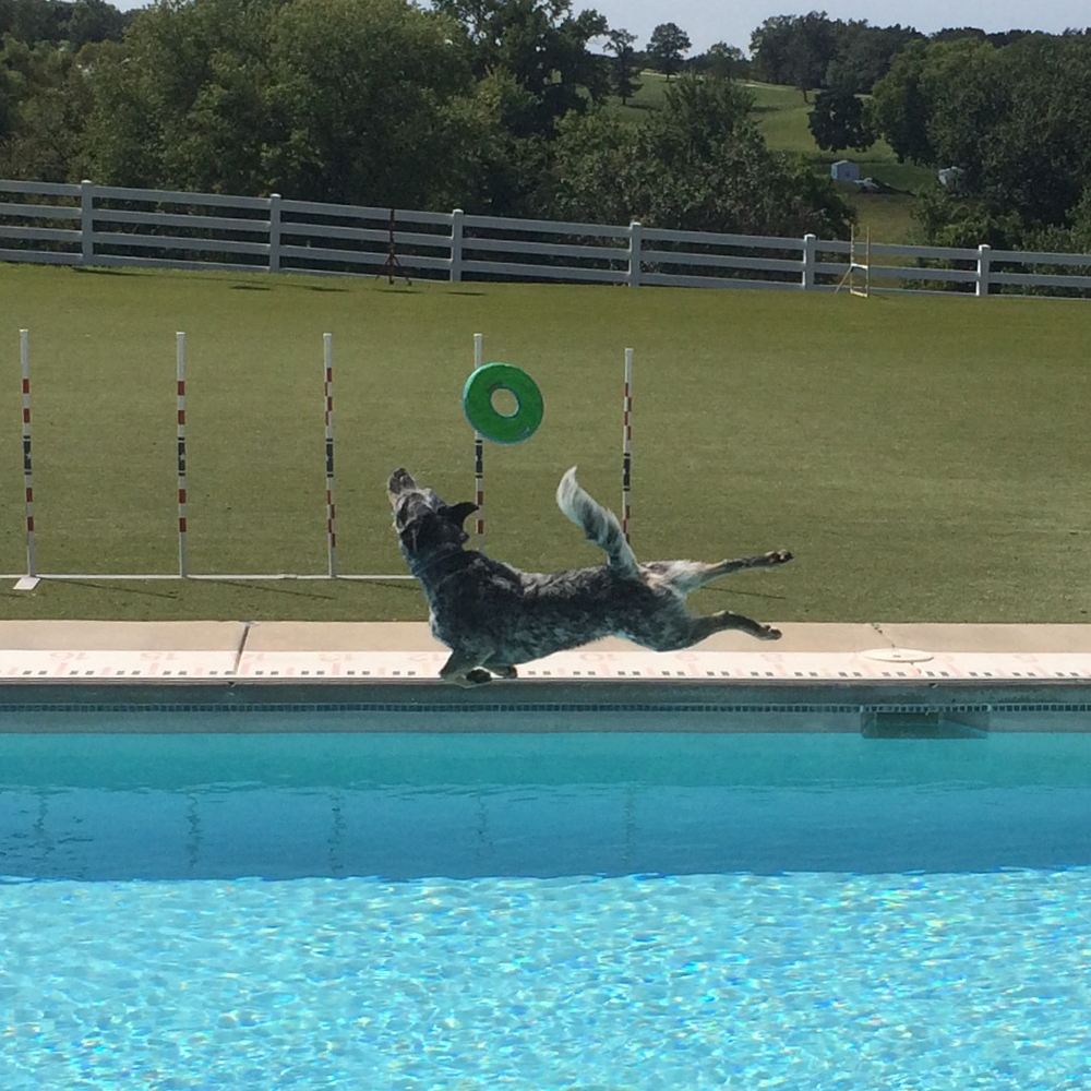 FB-purina-dog-FullSizeRender-5